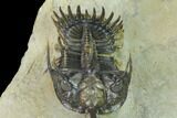 Spiny Walliserops Trilobite With Gerastos - Foum Zguid, Morocco #154307-7